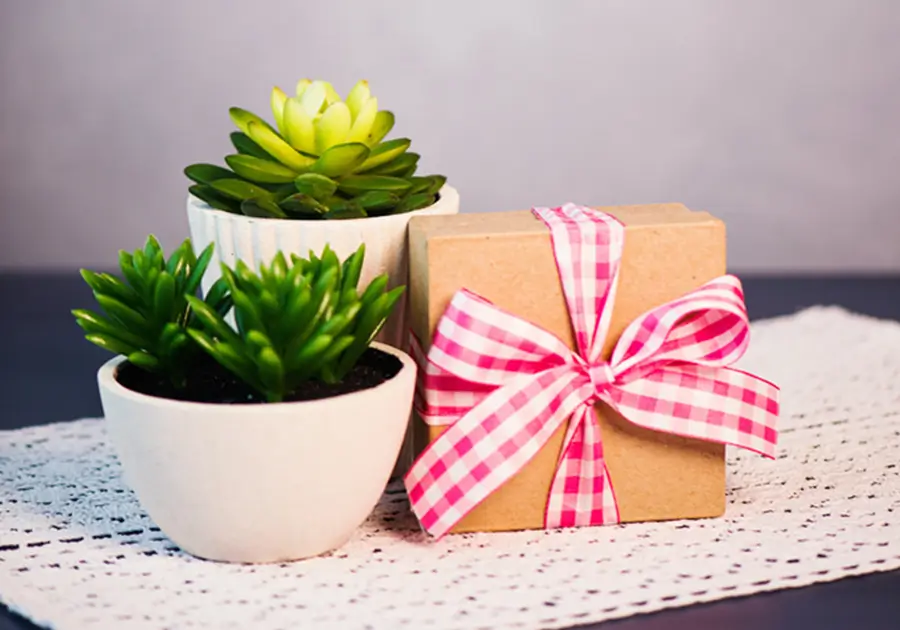 A simple gift box nicely packaged with a gingham bow, surrounded by succulent green plants, representing the idea of healthy giving.