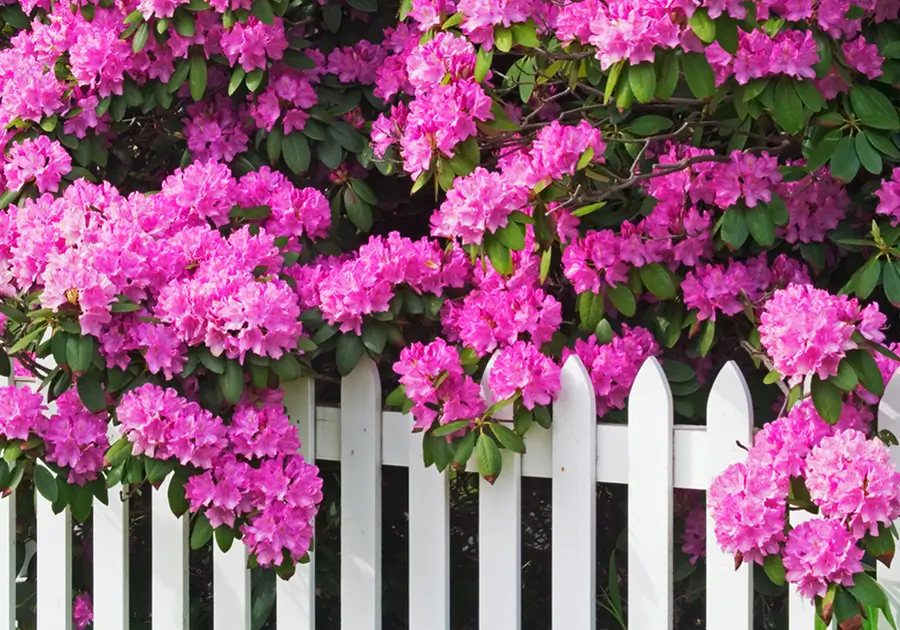 A photo of beautiful fuscia pink coloured flowers spilling over an iconic white picket fence, representing the concept of overstepping boundaries. As neighbours we might be very happy to have the flowers on both sides of the fence, in reality the consequences of overstepping boundaries can be unwelcome for both parties.